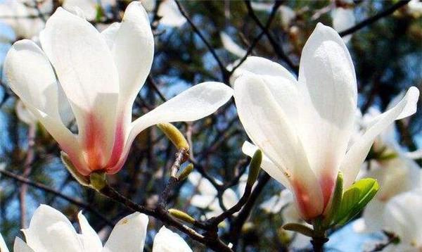 玉兰花的花语与寓意（传递爱与美的玉兰花）