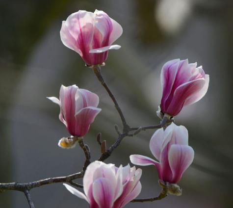 玉兰花的花语与寓意（传递爱与美的玉兰花）