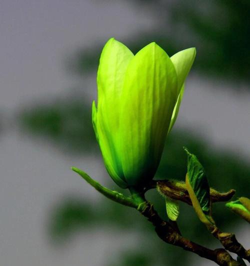 玉兰花（探究玉兰花寓意）