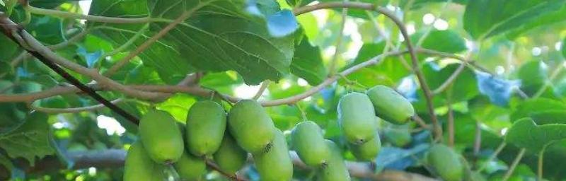 软枣树几年结果实的优势与技巧（从种植到管理）