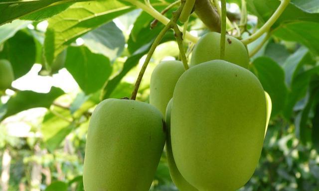 软枣树几年结果实的优势与技巧（从种植到管理）