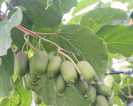 软枣树几年结果实的优势与技巧（从种植到管理）