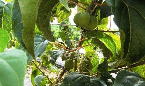 软枣树几年结果实的原因（探究软枣树生长与结果实的关系）