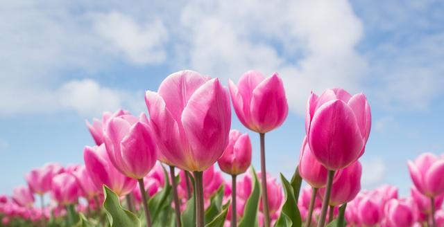 郁金香花语与寓意（揭秘郁金香的花语与寓意）