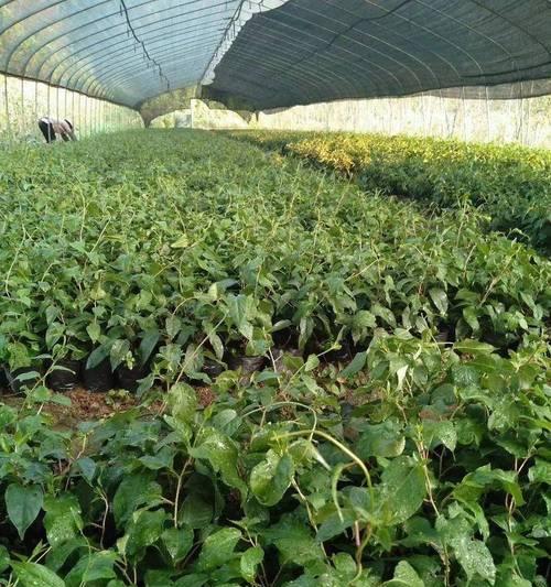 软枣猕猴桃种植技术与管理（掌握这些技巧）
