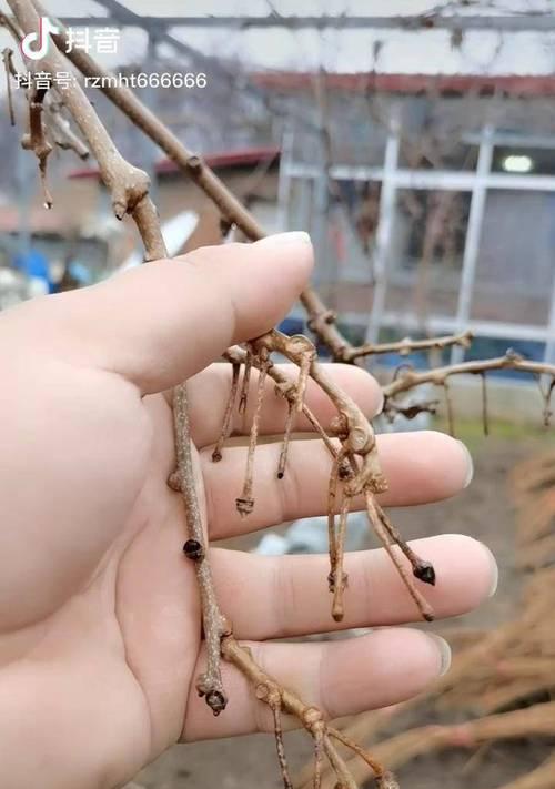 软枣猕猴桃种植技术与管理（掌握这些技巧）