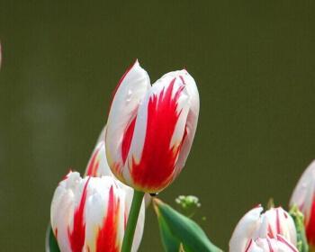 郁金香（探寻郁金香花开的心灵启迪）