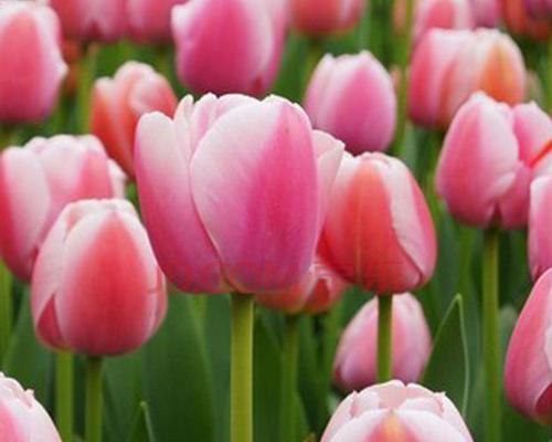 郁金香（探寻郁金香花开的心灵启迪）