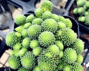 瑞典魔南的正确浇水方法（让你的植物茁壮成长）