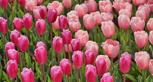 紫色郁金香花语（揭秘紫色郁金香的花语意义与传承）