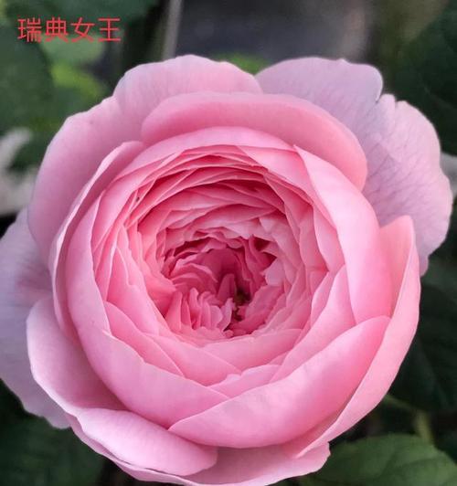 瑞典女王的花之旅（探寻瑞典女王一年中几次开花之旅的背后故事）