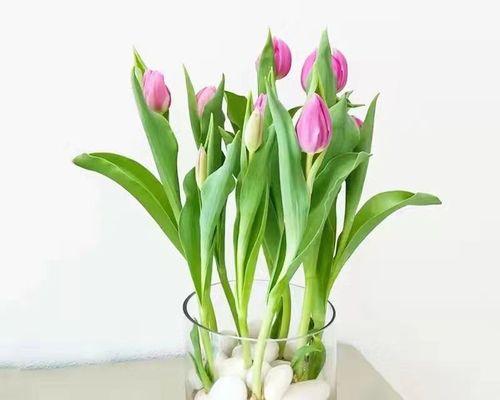 瑞金香花的种植与养护（打造宜人的香气花园）