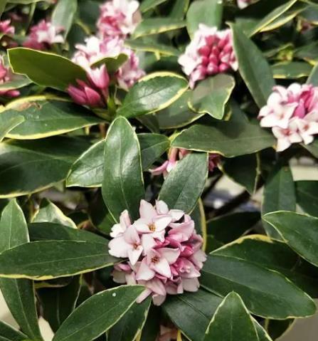 瑞香不开花的原因分析（为什么瑞香不开花）