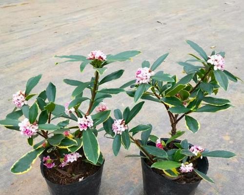 瑞香不开花的原因分析（为什么瑞香不开花）