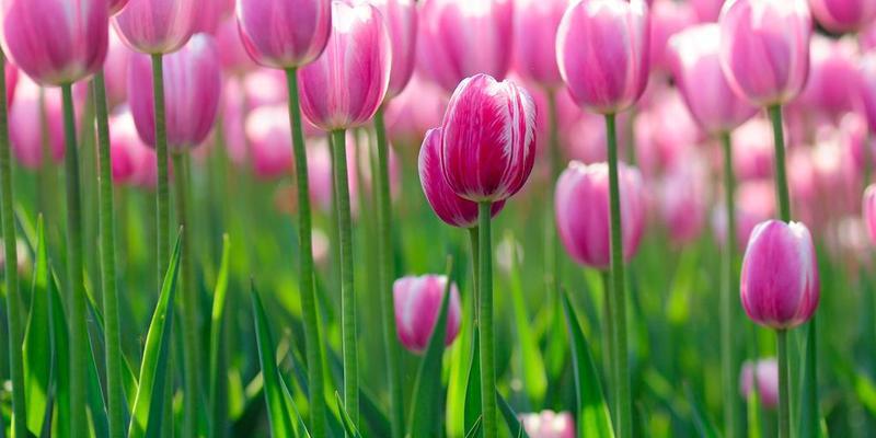 郁金香花语的含义与赠送方法（探寻郁金香花语的深层意义）