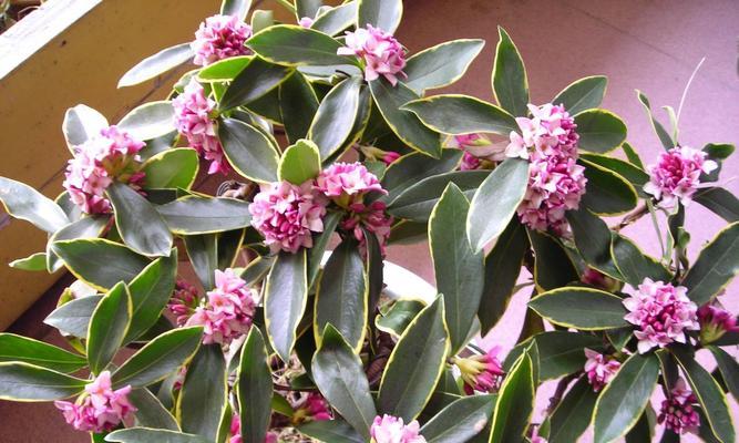 瑞香花期详解（了解瑞香花期）