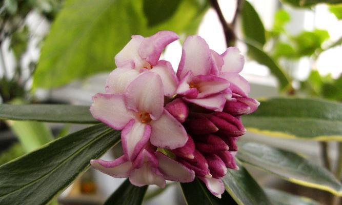 瑞香花期详解（了解瑞香花期）