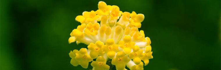 瑞香花语解读（探究瑞香花的代表意义与象征意义）
