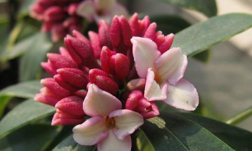 瑞香花语解读（探究瑞香花的代表意义与象征意义）