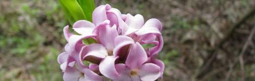 瑞香花语解读（探究瑞香花的代表意义与象征意义）
