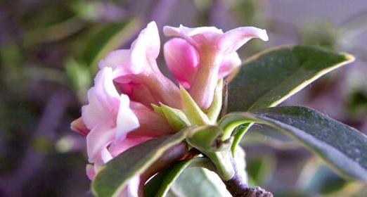 瑞香花期长短详解（瑞香花期及开花时间、花朵颜色和品种、养护方法等详细介绍）