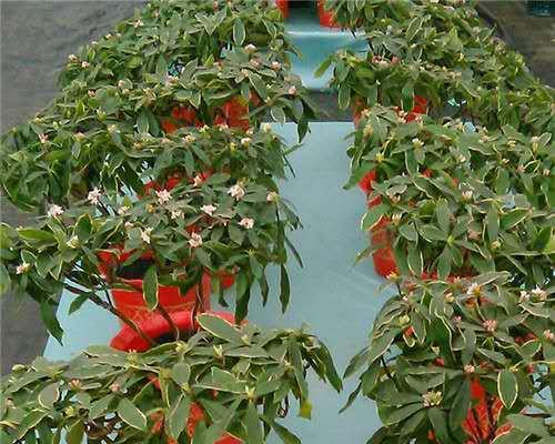 瑞香花期长短详解（瑞香花期及开花时间、花朵颜色和品种、养护方法等详细介绍）
