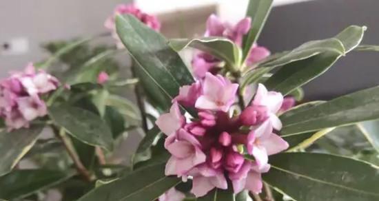 揭秘瑞香花开花的时间和花期（了解瑞香花的生长习惯）