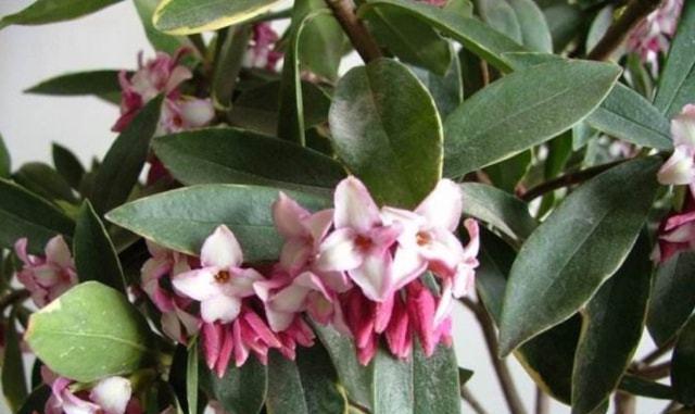 揭秘瑞香花开花的时间和花期（了解瑞香花的生长习惯）