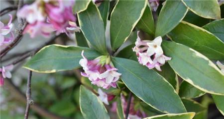 瑞香花到底喜阴还是喜阳（从光照）
