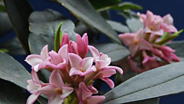 瑞香花到底喜阴还是喜阳（从光照）
