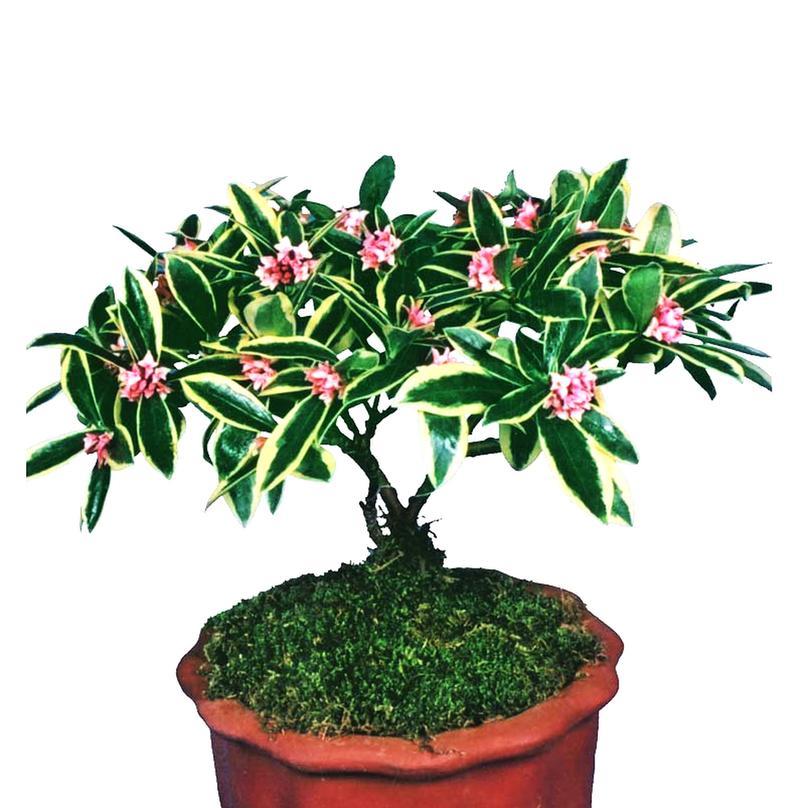 瑞香花到底喜阴还是喜阳（从光照）