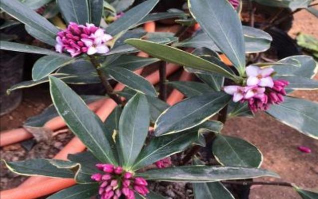 瑞香花的生长习性与花期分析（一年开几次花）