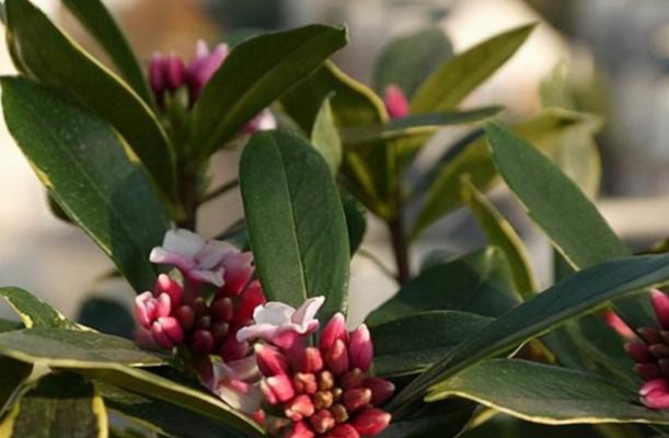 瑞香花的生长习性与花期分析（一年开几次花）
