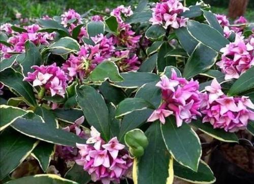 瑞香花的生长习性与花期分析（一年开几次花）