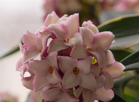 瑞香花的养护技巧（让你的瑞香花开花不断）