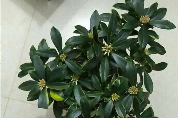 瑞香花的养护技巧（让你的瑞香花开花不断）