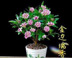 瑞香花的养护技巧（让你的瑞香花开花不断）