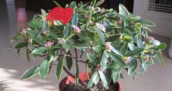 瑞香花的种植与养护：注意事项与技巧