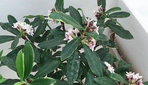 瑞香花的种植与养护：注意事项与技巧