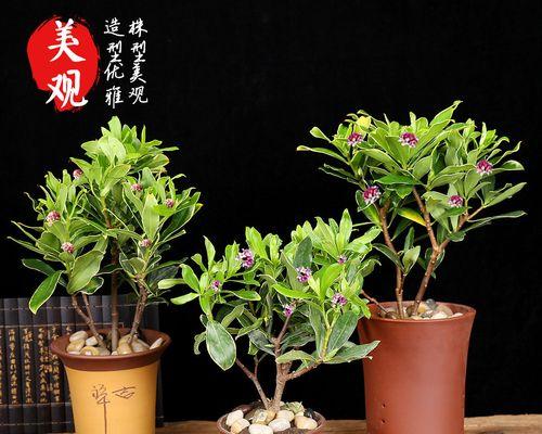 瑞香换盆全攻略（盆栽技巧）