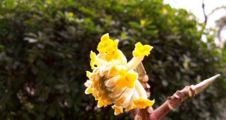 瑞香开完花后的护理方法（保持瑞香健康）