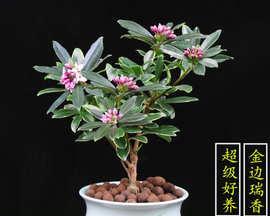 瑞香盆栽的养殖方法和注意事项（打造优美花境）