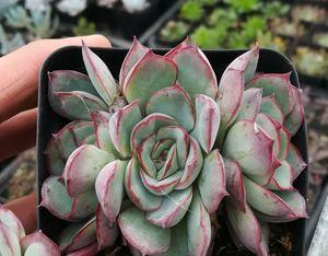 月光花的花语与美丽传说（探寻月光花的诗意与神秘）