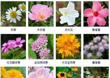 月光花的花语与美丽传说（探寻月光花的诗意与神秘）