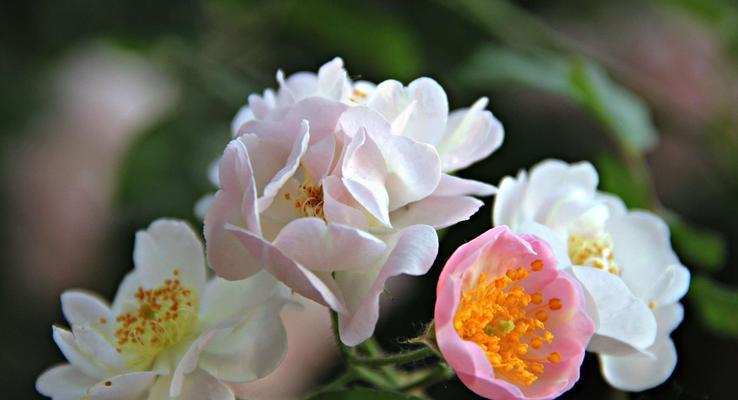 花语之月季与菊花（绽放之美）