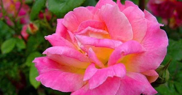 月季花的花语及其意义剖析（从爱情到友谊）