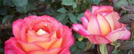 月季花的花语与含义（探索月季花的深刻象征与情感表达）
