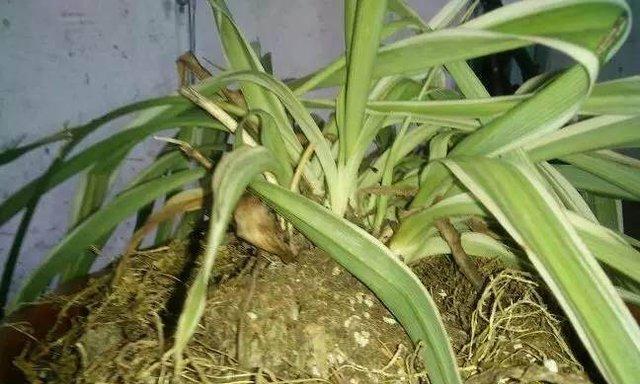 瑞香叶尖干枯问题解决方法（如何修复叶尖干枯的瑞香植物）