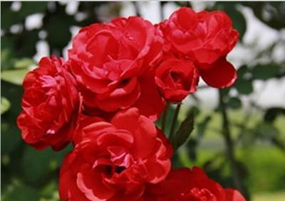 月季花的花语和寓意（了解月季花所传递的深刻寓意与情感）