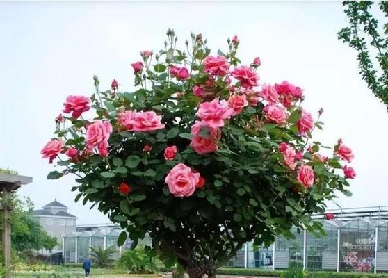 月季花语（盛开的鲜花）